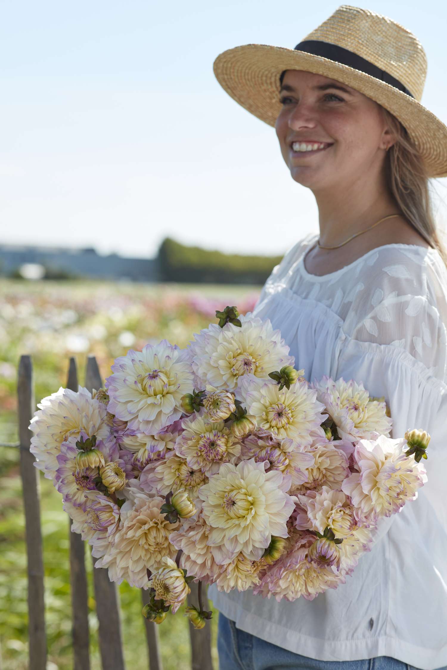 Dahlie ‘Masterclass’ - Dahlia